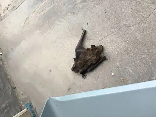 今天近距离发现一只大蝙蝠!