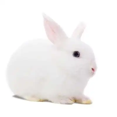 6624人付款淘宝兔子活物宠物兔侏儒兔家养垂耳兔小型茶杯兔凤眼小兔子