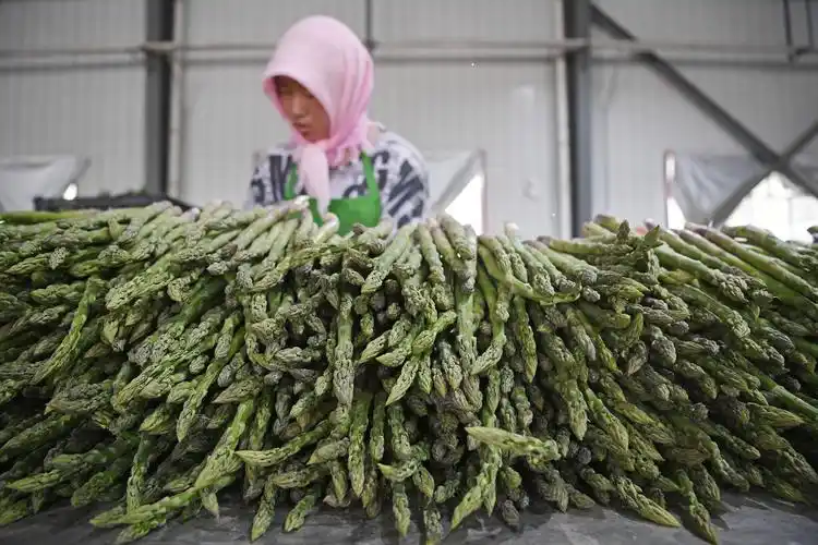 旱地长出鲜芦笋_种植