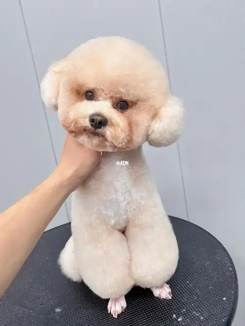 贵宾犬美容造型