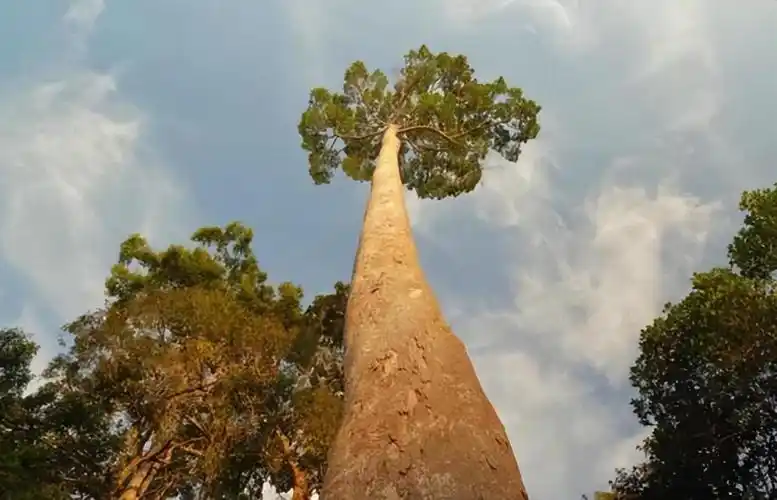 世界最高的树是什么树有多高(世界十大最高的树)