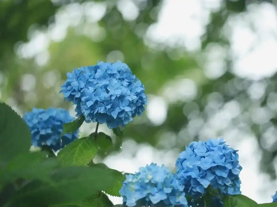 绣球花花语.#创作灵感 不同颜色的绣球花,有着不同的花语,蓝 - 抖音