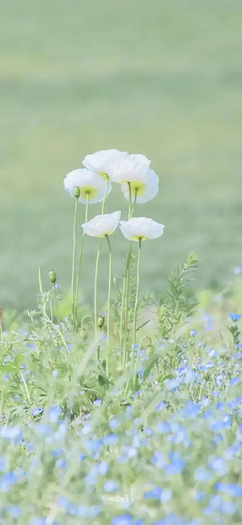 最近喜欢的绿色壁纸清凉护眼更新