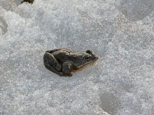 【雪地青蛙(暖冬现象)摄影图片】甘肃临夏市红台乡生态摄影_云雾山中_