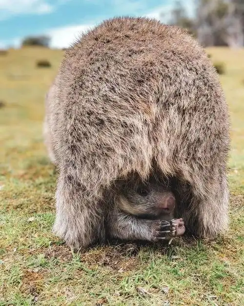 袋熊育儿袋向后开口,内有一对乳头.
