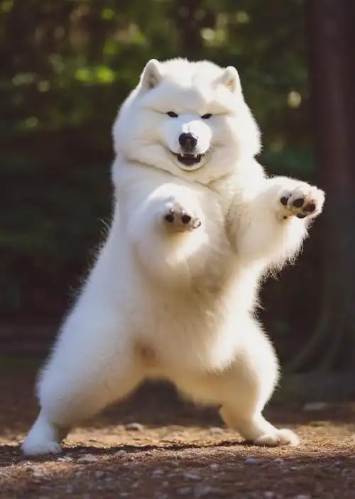 刘耀文元梦之星初星代言人