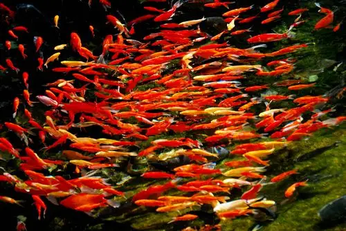 原图欣赏-太平洋摄影部落