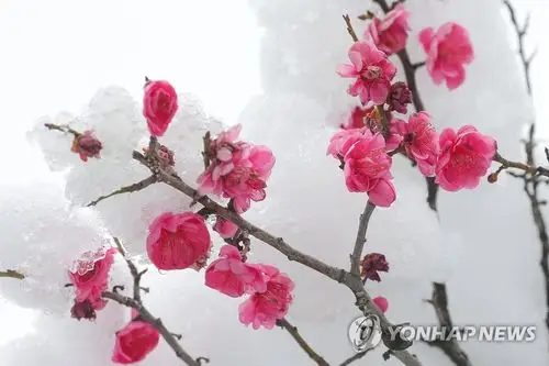 3月2日,在江原道东海市,一树红梅在雪中绽放.图源:韩联社