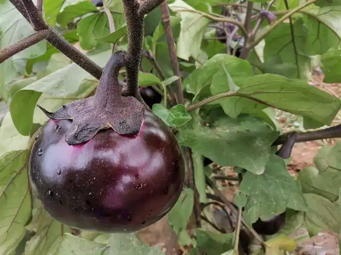 紫光圆茄黑圆茄