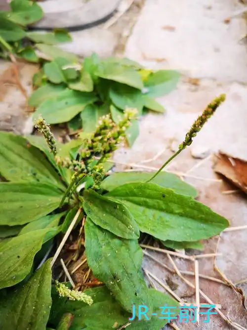 乡村田间路边常见的中药材 喜温耐寒的车前子 种植观赏收益都不错