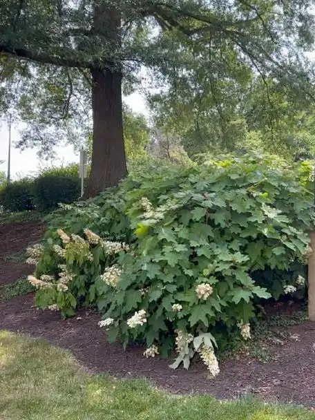 大树下的一丛栎叶绣球,随意盛放__财经头条