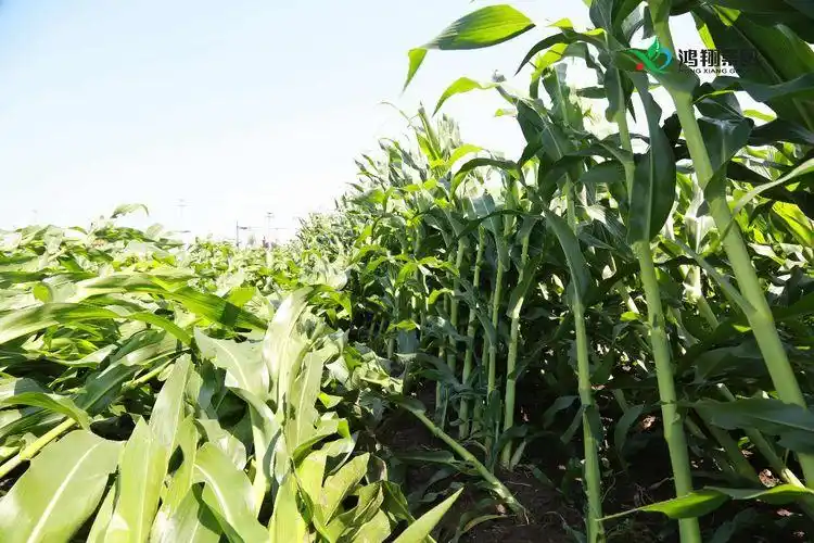 翔玉126———坚秆抗倒伏