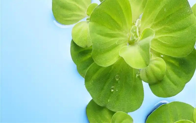 荷塘荷叶唯美绿色护眼背景桌面壁纸