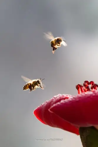 木棉花红蜂飞舞 (共 10 p)