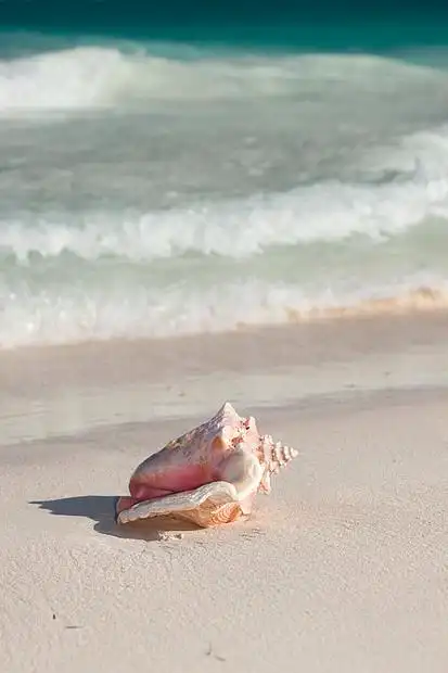 海滩夏天假期的贝壳热带海滩
