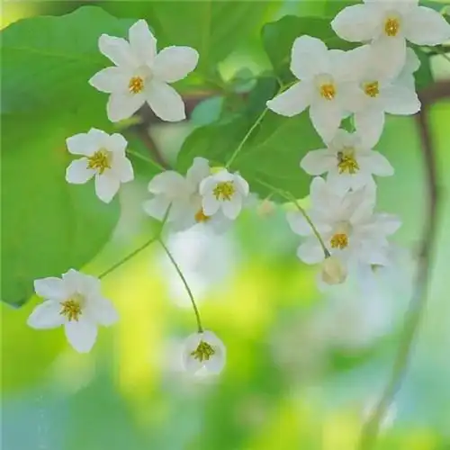 素雅清新花朵头像 花的头像 风景 清新 淡雅_植物头像_头像屋