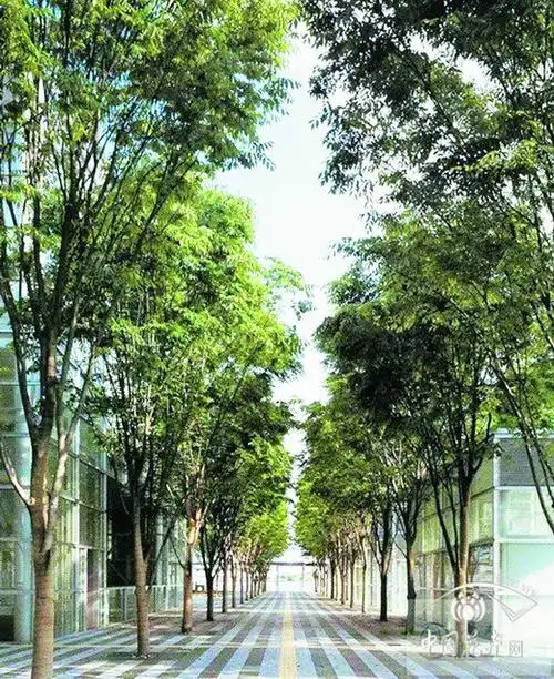 材质优良,是珍贵的硬叶阔叶树种,园林绿化可作为行道树.