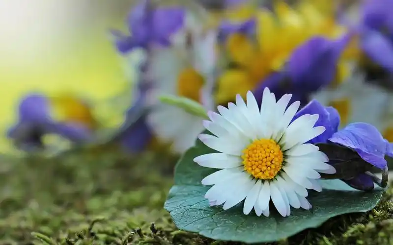 清新淡雅雏菊花语