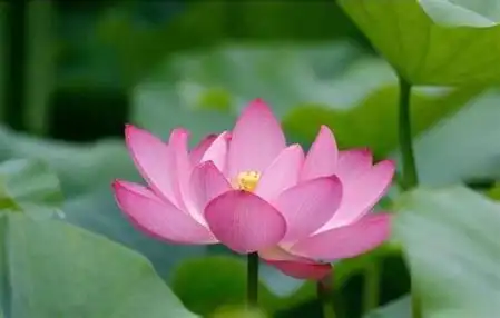 泰佛之家莲花五佛