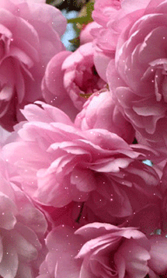 240_400竖版 竖屏gif 动态图 动图