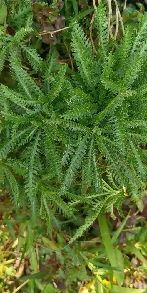 我的小花园#云南蓍草也叫一支蒿,飞天蜈蚣,菊科多年生植物,兼具药用