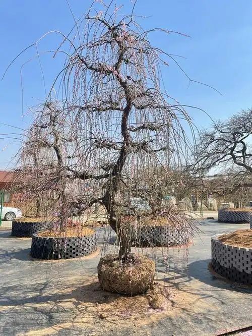 游龙梅盆景简介及养护方法