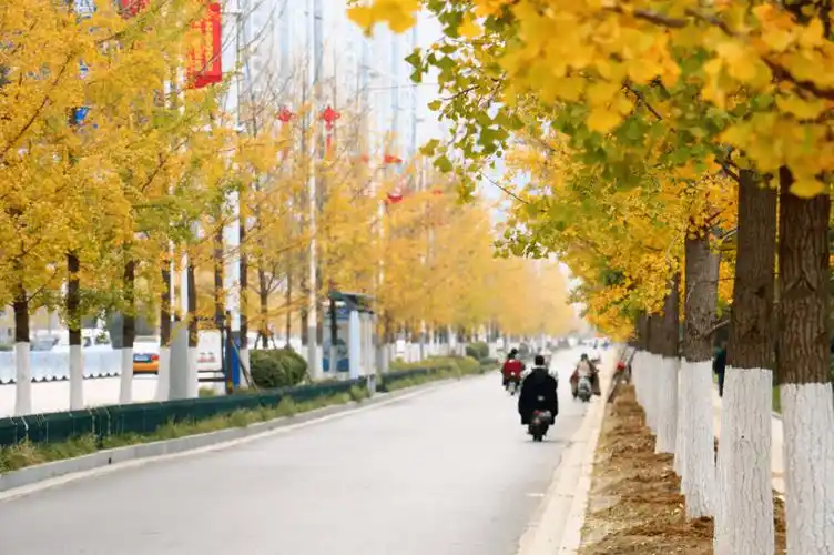 寻找邳州十大最美行道树就差你一票