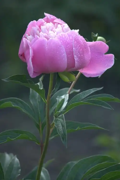 标题:一朵朵芍药花张开着笑脸