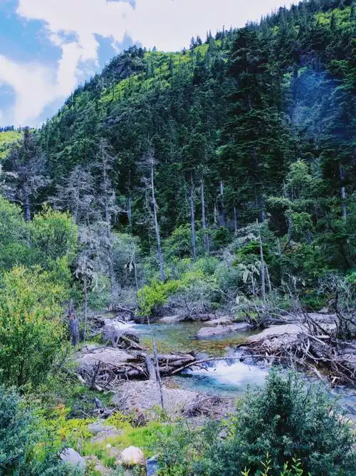 林芝派墨公路多雄拉山松林和溪流