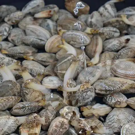 贝壳类海鲜图片及名称(渤海湾海鲜详细介绍系列)