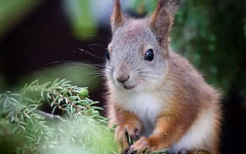 电脑壁纸 动物壁纸 动物合集 可爱的松鼠