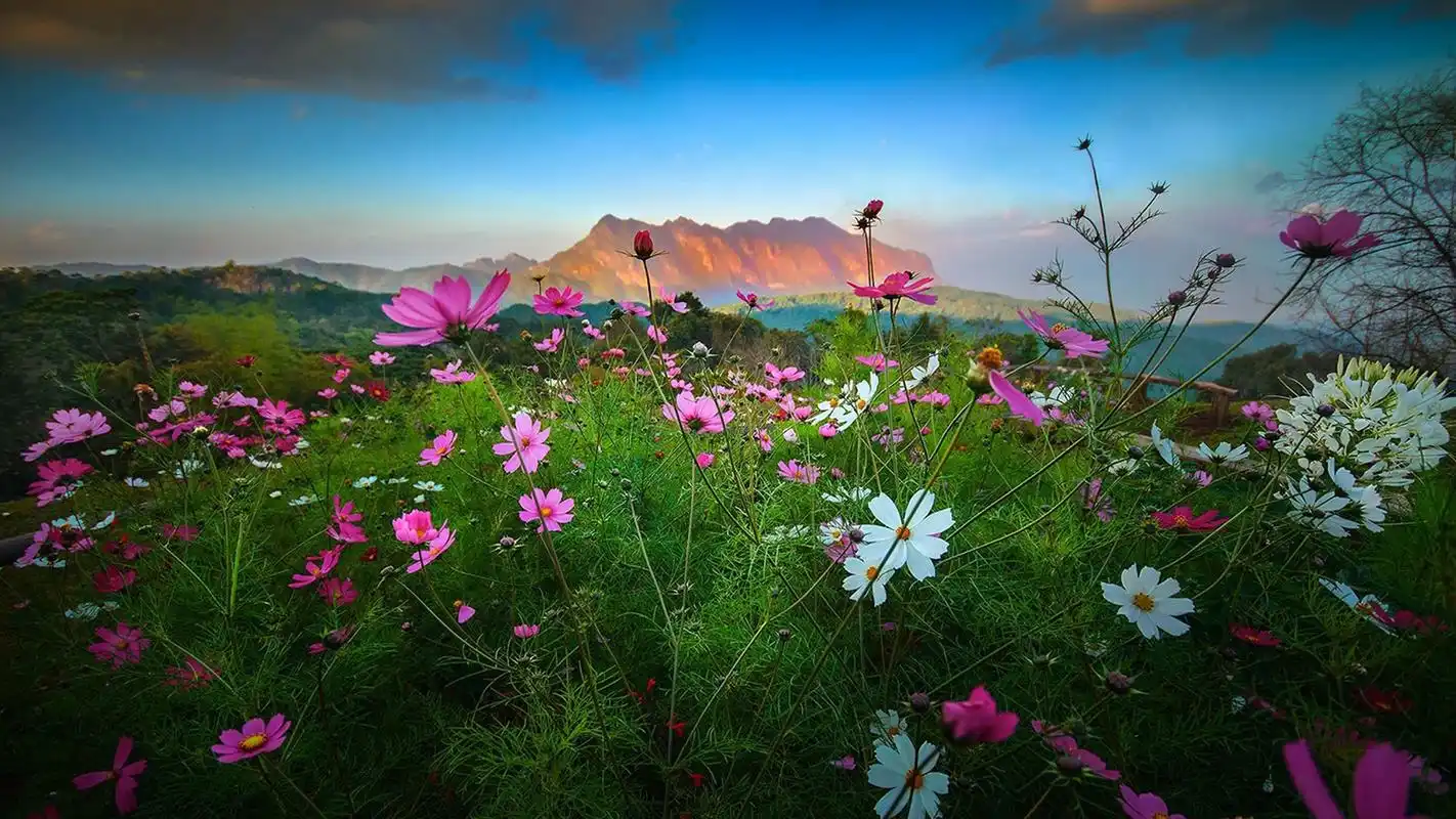唯美养眼花卉桌面壁纸