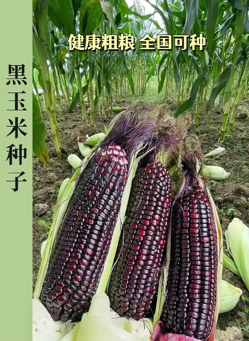 紫黑甜糯玉米种子.本品种为一代杂交,父本是紫色的,母本是黄色 - 抖音