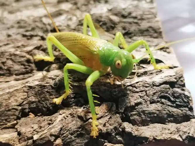 未知优蟋螽吃蝗虫