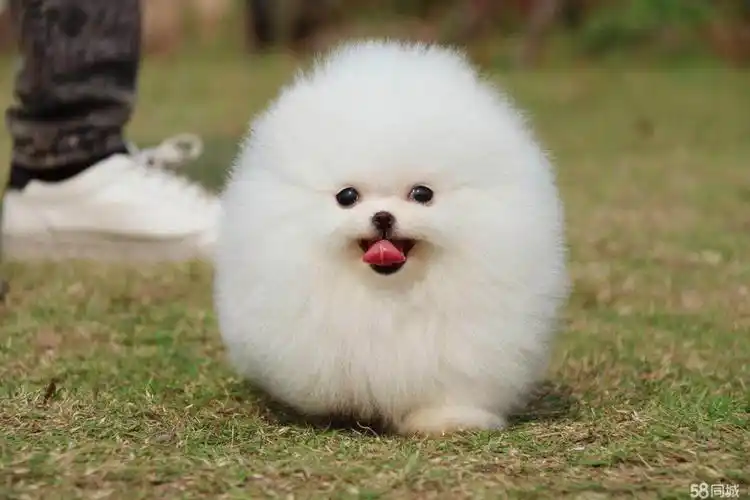 高品质博美乖巧可爱,俊介网红,萌宠性格粘人,好养活