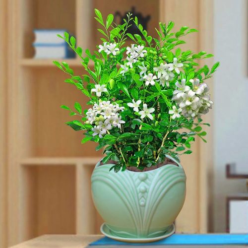 九里香盆栽浓香型净化空气室内阳台庭院花卉七里香盆栽驱蚊草植物