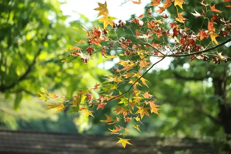 清远田野绿世界 - 抖音