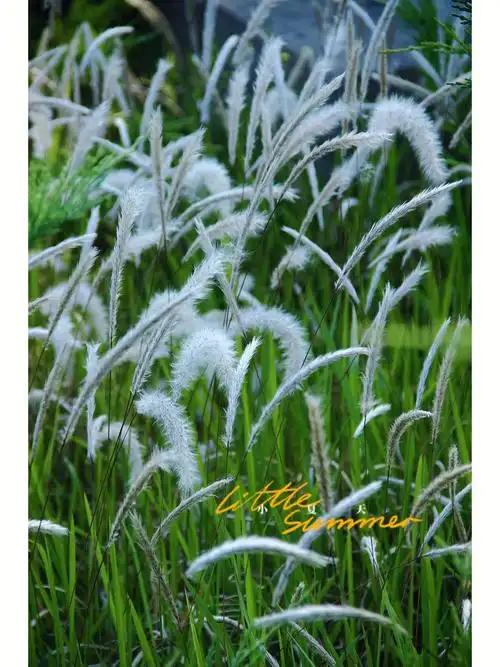 花草物语杂草之王白茅草