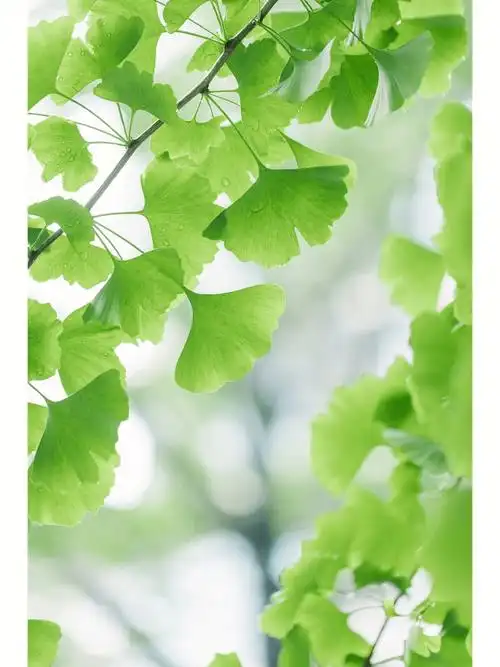 壁纸分享送给高温下你们一抹清新绿