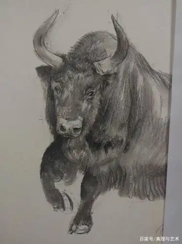 不是为了完成某项任务,而是享受不断发现野牛特征的过程.