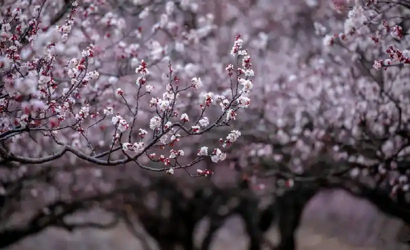 美哉长清魅力张夏杏花最美快来这里约会春天