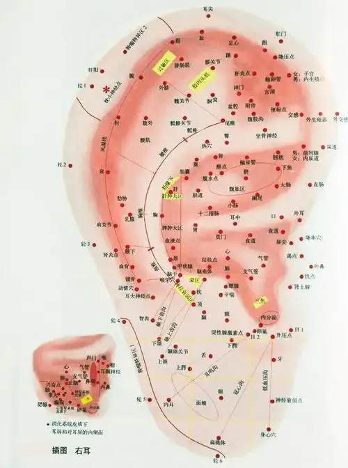 运用耳廓诊病耳诊高清耳图