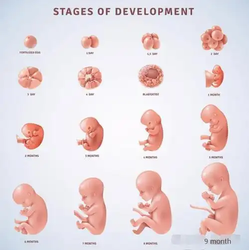 这个孕周"胚胎"变成"胎儿",生命真正开始,别当妈了还不知道