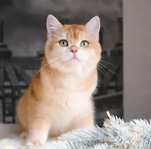 前两天才发了一篇关于金豆豆的文章像金渐层的品相主