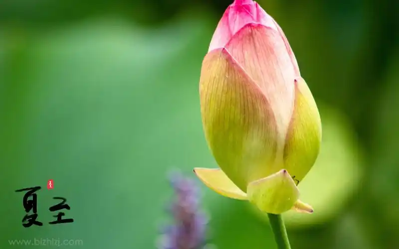 夏至清新唯美风景-其他壁纸 - 壁纸家