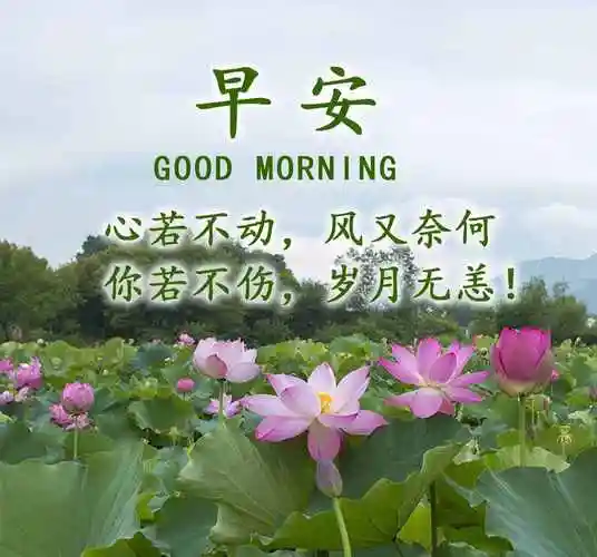 早上好问候语早安问候句子发朋友圈