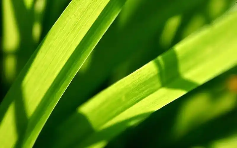 清新绿色护眼植物桌面壁纸下载高清大图预览1920×1200_植物壁纸下载