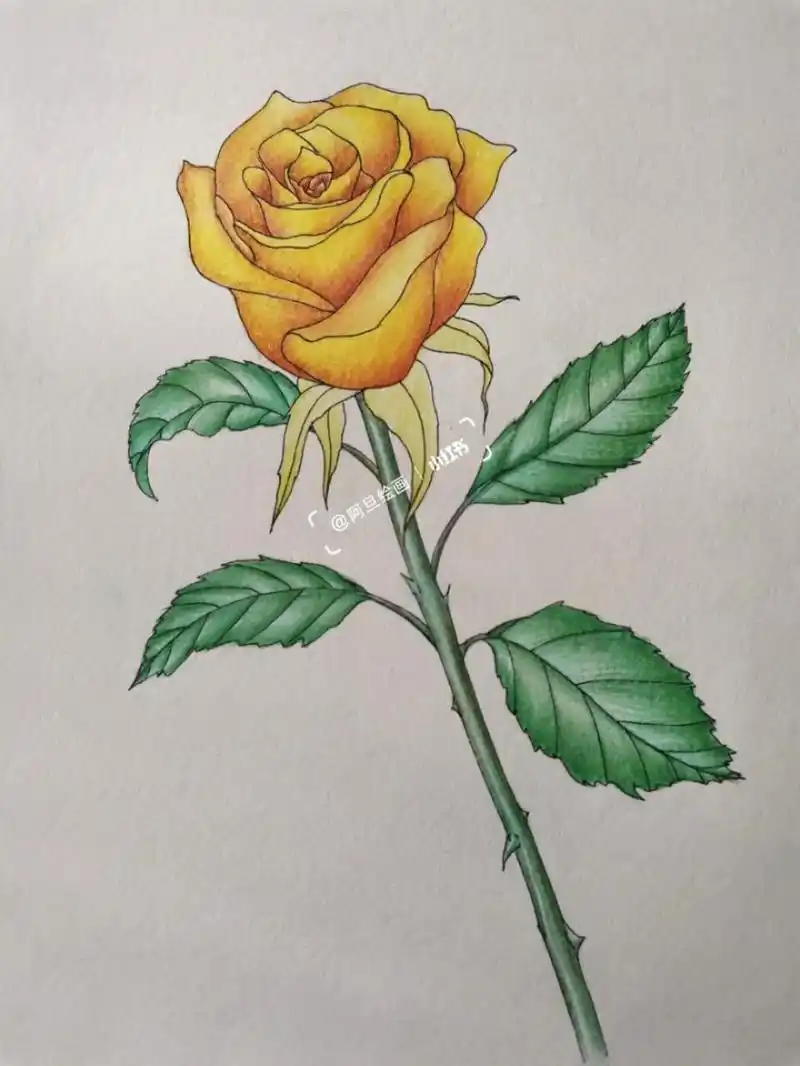 彩铅画月季花 作画工具: ----博格利诺素描本 ----针管笔0.