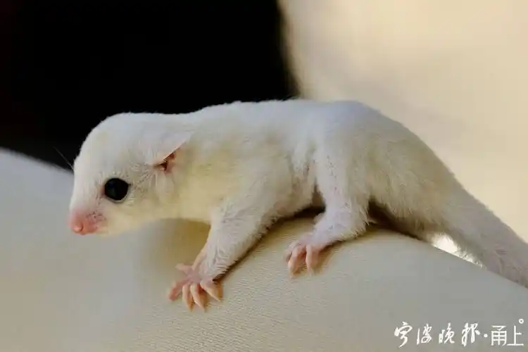 刚在宁波安家不久的蜜袋鼯,有个别名叫"飞鼠"