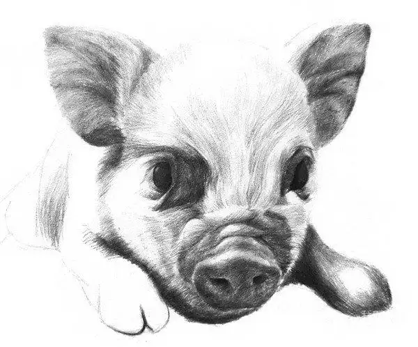 素描动物小猪的绘画步骤(3)